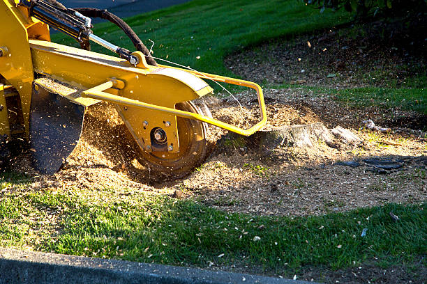 Tree Branch Trimming in Auberry, CA